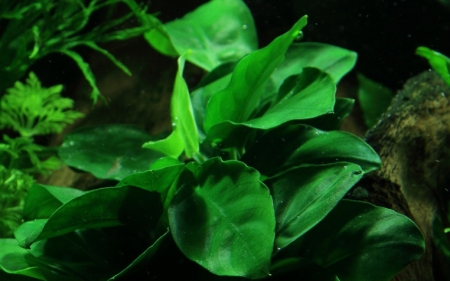 Preview: Anubias barteri var. nana auf Wurzel (12 - 25 cm)